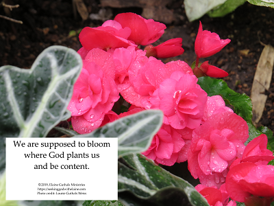 We are supposed to bloom where God plants us and be content.